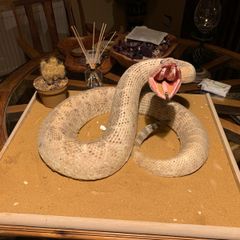 Stuffed diamond back rattle snake