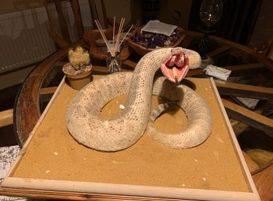 Stuffed diamond back rattle snake