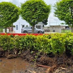 Buxus Plants