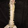 Vintage anatomical human spine Image 2