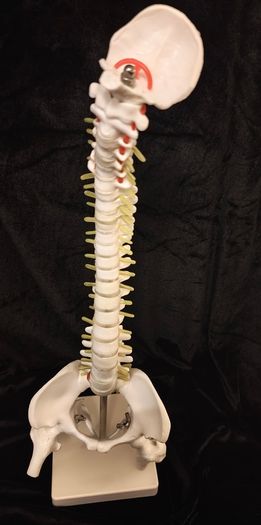 Vintage anatomical human spine