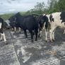 Pedigree Angus Bull Choice of two Image 5