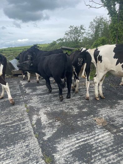 Pedigree Angus Bull Choice of two