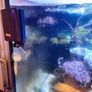 Complete Running Reef Tank Image 2