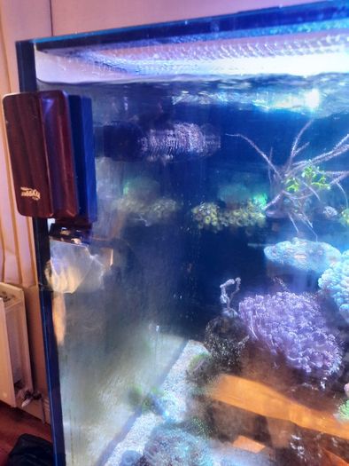 Complete Running Reef Tank