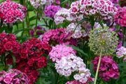 Sweet William seeds
