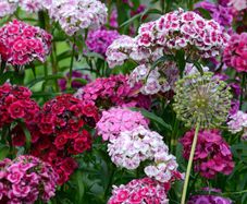Sweet William seeds