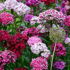 Sweet William seeds
