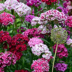 Sweet William seeds