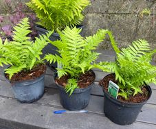 ostrich fern - matteuccia struthiopteris