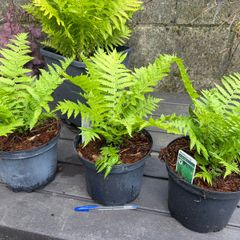 ostrich fern - matteuccia struthiopteris