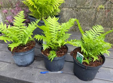 ostrich fern - matteuccia struthiopteris