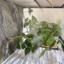 Indian Stick Insects / Easy Pet Insects for Adoption Image 2