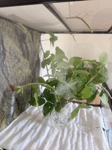 Indian Stick Insects / Easy Pet Insects for Adoption