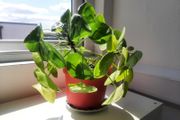 Pilea plant