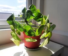 Pilea plant