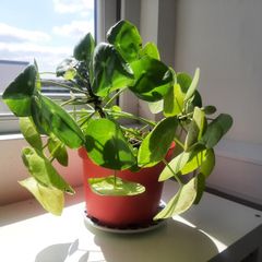 Pilea plant