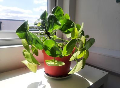 Pilea plant