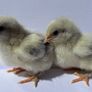 Purebred day olds chicks Image 3