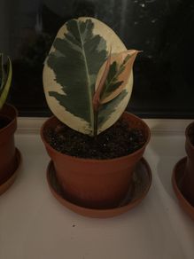 Ficus elastica
