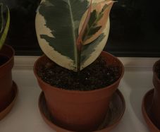 Ficus elastica