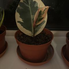Ficus elastica