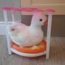 Duck toy Image 2