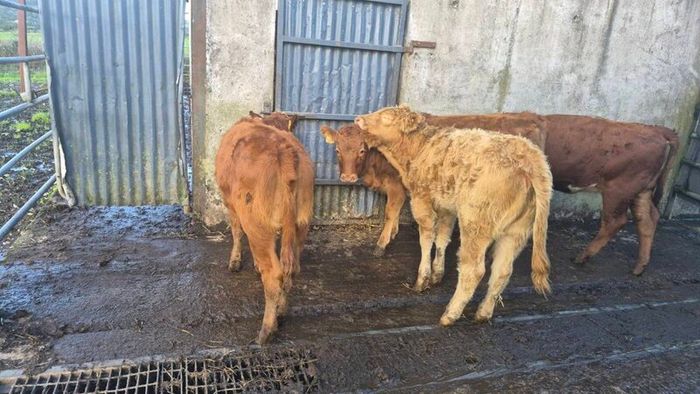 Heifers
