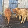 Heifers Image 8