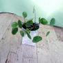 Chinese Money Plant - Pilea peperomioides Image 5