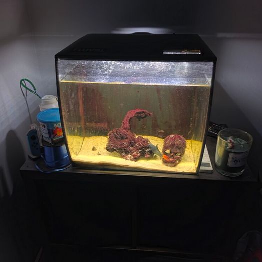 fish tank