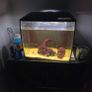 fish tank Image 3