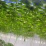 Amazon Frogbit - floating plants Image 7