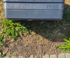 Igloo 50 liter Cooler box - 24 hours