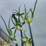 Walking Onions Image 3