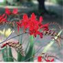 Crocosmia with red flowers Image 2