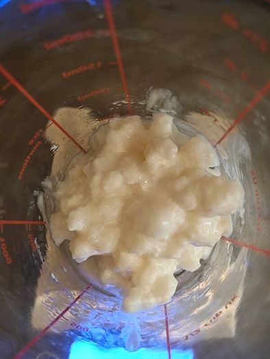Create Your Own Probiotic Kefir with Live Milk Kefir Grains