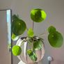 Chinese Money plant Image 3