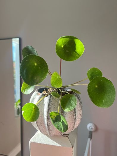 Chinese Money plant