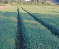Harvest 2026