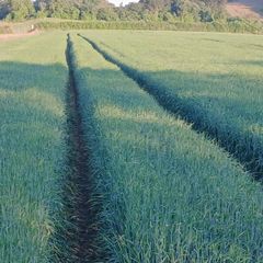 Harvest 2026