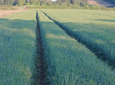 Harvest 2026
