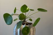 Money plant