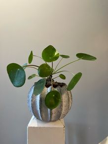 Money plant