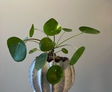 Money plant