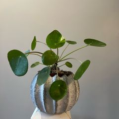Money plant