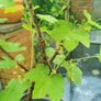 Redcurrant plants Image 3
