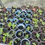 organic strawberry plants Image 4