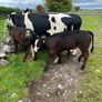 2 suckler cows + 2 calfs Image 9