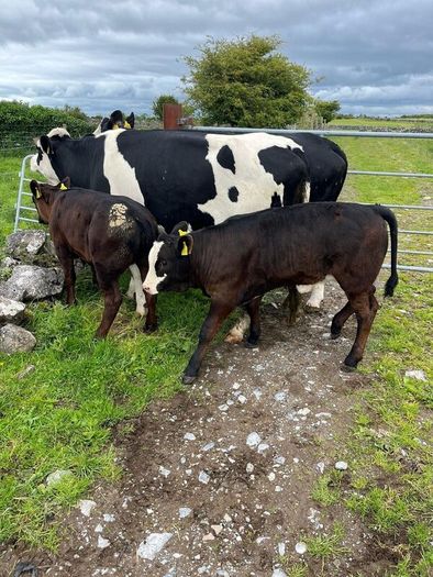 2 suckler cows + 2 calfs